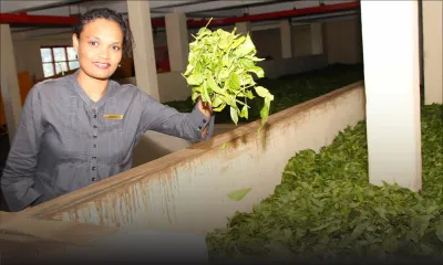 En raison d’une mauvaise récolte : le thé local se fait rare dans les supermarchés