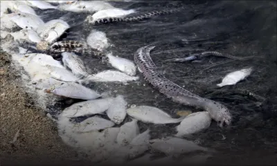 Poissons morts à Bain-des-Dames: les pêcheurs inquiets