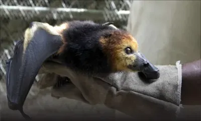 Abattage de chauves-souris : tirs et détonations chaque soir à Beau-Bassin ?