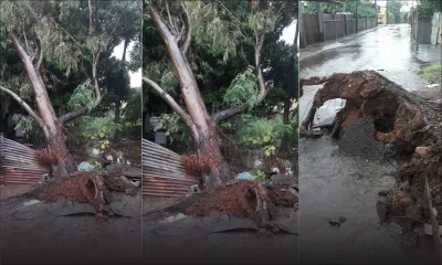 Roche-Bois : un arbre endommage un tuyau de la CWA et menace de tomber sur une maison