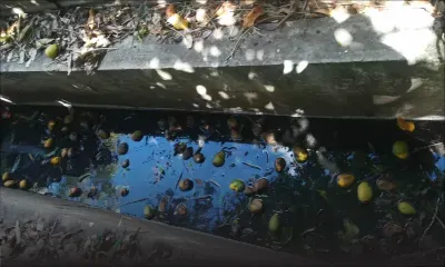 Sainte-Croix : de l’eau stagnante incommode des habitants