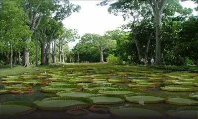 Vol avec violence au jardin botanique de Pamplemousses : il est arrêté pour attaque sur une Britannique et son bébé de 10 mois