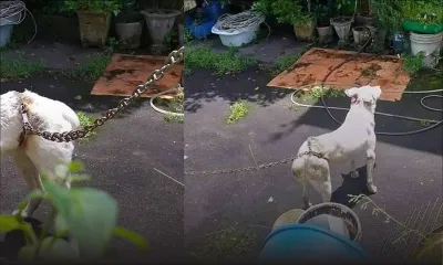 La photo d'un chien attaché au niveau de son bassin suscite de vives réactions sur les réseaux sociaux