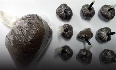 À Roche-Bois : Rs 900 000 de drogue synthétique saisies chez un dealer présumé