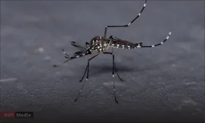Chikungunya et dengue : deux maladies distinctes à ne pas confondre