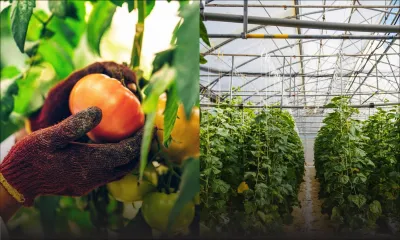 Jean Raymond Hardy, CEO d’ENL Agri : «La crise sanitaire affectera la production des légumes»