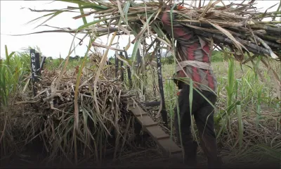 Agriculture : la production sucrière maintenue à 350 000 tonnes