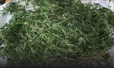 Plus de 2 000 plants de gandia valant Rs 6 millions déracinés par l'Adsu