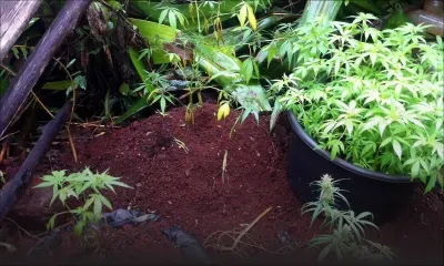 À Rivière-Noire : des plants de cannabis évalués à Rs 7 millions déracinés