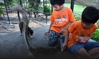 Casela : profiter des vacances dans un  ‘zookeeper camp’