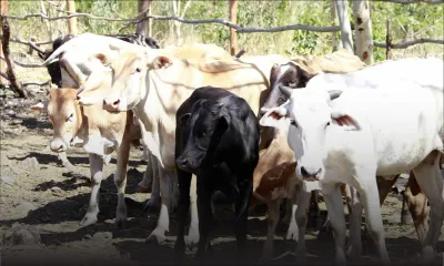 Fièvre aphteuse: 2547 bêtes abattues