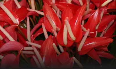 Horticulture - Exportation d’anthuriums : un marché en déclin