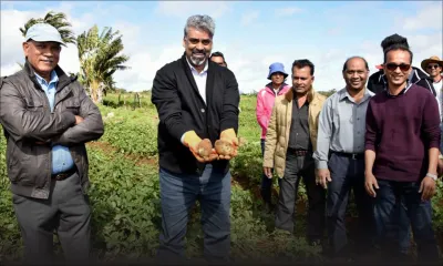 Recherches à Maurice : des pommes de terre clonées bientôt en production