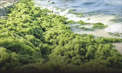 Algues envahissantes : nos plages au bord d’un précipice écologique