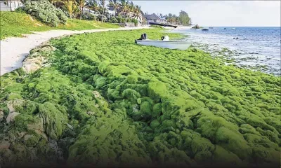 Sur la plage « verte »…à Palmar