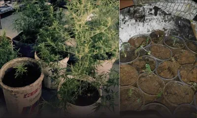 Il cultive du gandia dans sa maison pour sa consommation