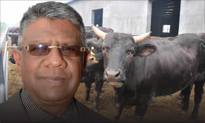 Importation de bétail: Le GM étudie la possibilité d’acheter un ‘cattle carrier'