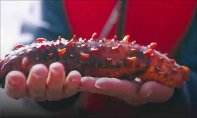 Concombres de mer: Étude sur une reprise d’exploitation