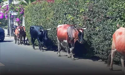 Vu à Grand-Baie : des bœufs respectueux du Code de la route ?