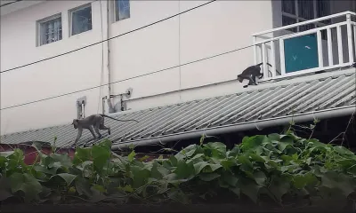 À Beau-Bassin : les singes en vadrouille font la loi