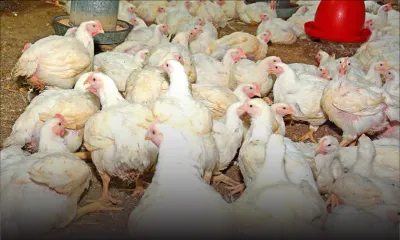 Consommation : le poulet coûtera plus cher