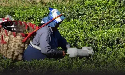 Secteur en essor : 737 tonnes de thé produites en six mois