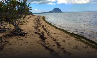 Petite-Rivière-Noire : la plage de toutes les convoitises