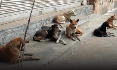 D’ici décembre : un plan d’action contre la prolifération des chiens errants