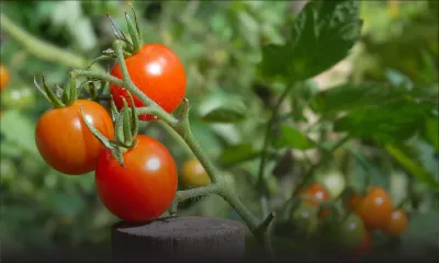 Consommation : les prix de certains légumes prennent l’ascenseur 