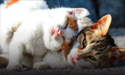 Par manque de vétérinaires à la MSAW : il attend de faire stériliser ses chats depuis plus de deux mois