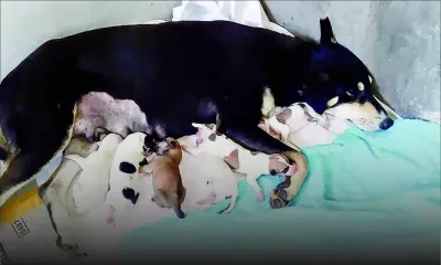 À Allée Brillant, Curepipe : des chiens errent en pleine rue bien qu’ayant un propriétaire 