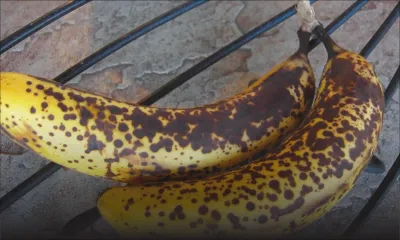 Agro-industrie : quand la banane n’a plus la pêche 