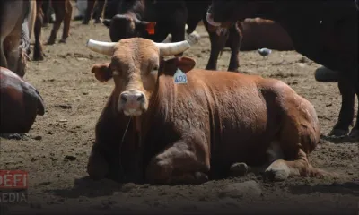 Bœuf sur pattes : aucune pénurie, rassure Socovia 