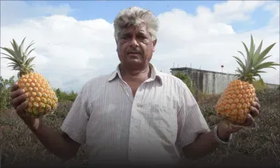 L’ananas à la manière de chez nous 