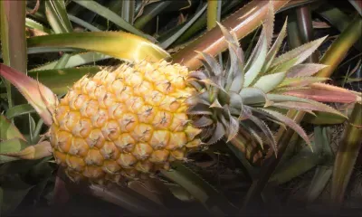 Pour le vol de Rs 7 000 d’ananas : un plombier qui tentait de fuir arrêté 