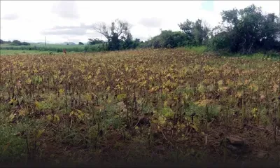 Méprise dans des produits : une récolte estimée à Rs 350 000 part en fumée