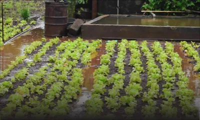 Passage du cyclone Freddy : les planteurs de légumes craignent le pire 