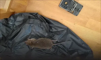 Dans Londres confinée, les rats dansent