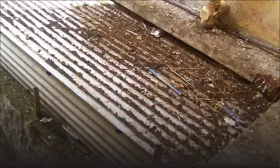 Les pigeons... une véritable nuisance