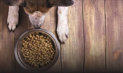 Les 22 chiens d’une villageoise dérangent ses voisins 