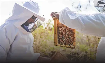 Voyage doré au pays des abeilles