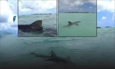 Fermes aquacoles dans l’Ouest : les protestataires craignent une invasion de requins