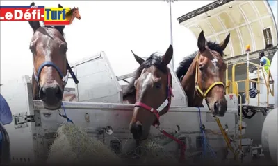 Peste équine en Afrique du Sud : renforcement des mesures pour empêcher l’introduction de la maladie au pays