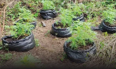 Dans le Nord : un cultivateur de cannabis arrêté