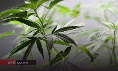 À Crève-Cœur : des plants de cannabis valant Rs 1 M déracinés