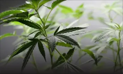 Légalisation du cannabis : la pression populaire s’intensifie