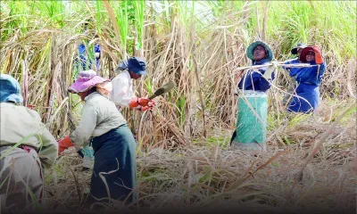 Crise aiguë : les sucriers s’enfoncent dans la mélasse !