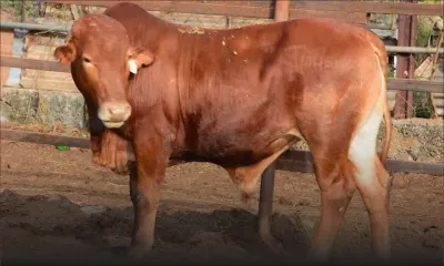 Fièvre aphteuse en Afrique du Sud : les réserves assurées pour les trois prochains mois