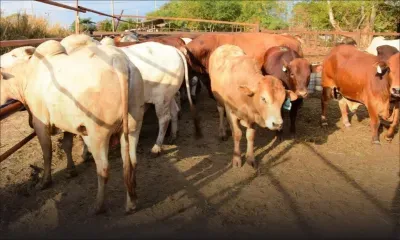 Importation de viande