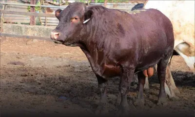 Élevage bovin : une passion qui se transmet d’une génération à l’autre